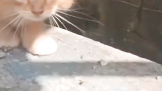 Evolution cat