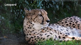 Leopard