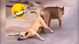 funny moments of the day