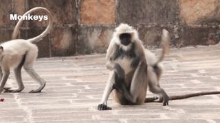 Cute monkey