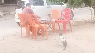 Pussycat 3