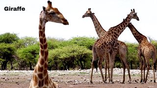 Giraffe