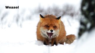 Weasel