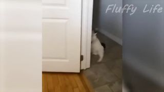 Funny Cats And Dogs Videos ???? - Funniest Animal Videos 2023! 2