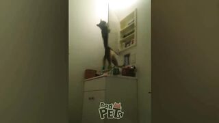 Funny Cats and Dogs in Bathrooms Compilation Bad Pets