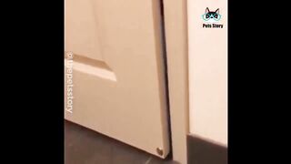 Try Not To Laugh Challenge - Funny Cat & Dog Vines compilation 2020 6