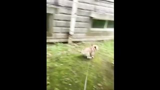 Funny Animal Videos 2023 ???? - Funniest Cats And Dogs Video ???? 4