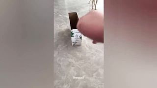 Funny Cats And Dogs 2023 Compilation Cute Animals Videos 22