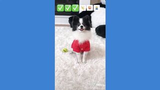 Try Not To Laugh Challenge Funny Cat & Dog TikTok Compilation 2020