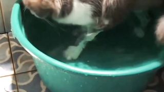 Bathing Cat