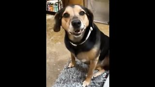 Funniest Animals Videos 2023 ???? Try Not To Laugh Funny Dogs And Cat ???? 8