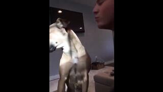 Funniest Animals Videos 2023 ???? Try Not To Laugh Funny Dogs And Cat 4