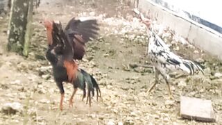 Video ayam lucu ????????????????