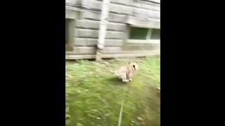 Funniest Animals Videos 2023 ???? Try Not To Laugh Funny Dogs And Cat ???? 9