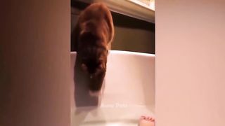 Funny Cats Memes 2023 ???????? - Funniest Animals Video Aww Pets