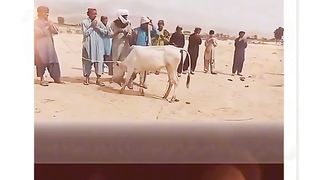 Qurbani ka janwar Girane ka sahi tarika