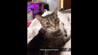 Funniest Animals Videos 2023 ???? Try Not To Laugh Funny Dogs And Cat ???? 10