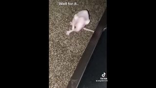 Funny Animal Videos 2023 ???? - Funniest Dogs And Cats Videos ????