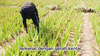 Mamfaat Tanaman Lidah Buaya