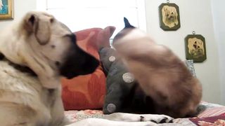 Angry Cats VS Dogs Funny Compilation 2020 - Who wins [Funny Pets]