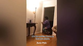 Funny Cats Reaction Moments ???????? - Funniest Animals Compilation 2023 Aww Pets