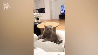 CATS are JERKS!! ???? Funny Cats & Dogs Video Compilation ????????