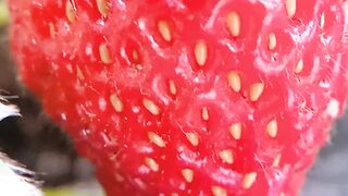 Mukbang Strawberry