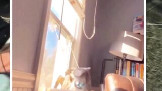 Ketika ekspetasi si anjing ini mau lari-lari malah ditahan sama di babu ini