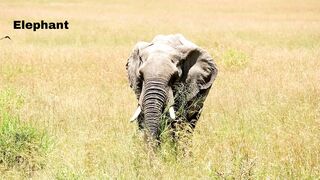 Elephant