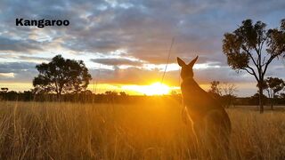 Kangaroo