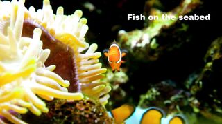 Beautiful fish