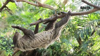 Sloth
