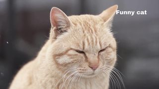 Funny cat 145