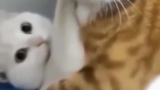 Parodi kucing