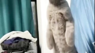 Funniest animals videos compilation best of 2023