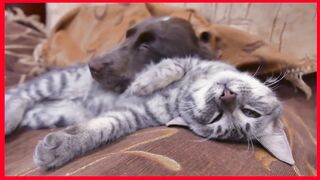 FUNNY CATS AND DOGS COMPILATION