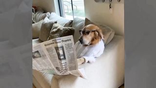 Funny Animal Videos 2023 Funniest Dogs and Cats Compilation Videos