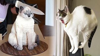 Funniest Animals 2023 _ New Funny Cats and Dogs __ #10