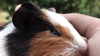 videos cute pig