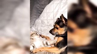 Try Not to Laugh???? Funniest Dogs and Cats Tiktok Compilation 43