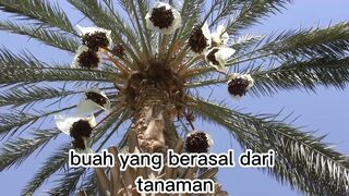 Mamfaat Buah kurma