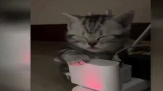 OMG so cute best funny cats and dogs compilation