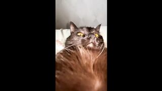 ???? Funniest Cats and Dogs Videos ???????? ???????? Hilarious Animal Compilation №54
