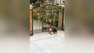 Funniest Animals 2023 ???? Best Funny Cats and Dogs ???? 48