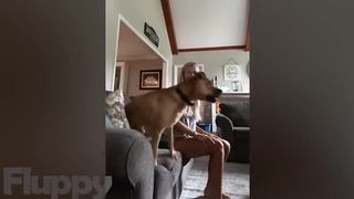 Ultimate Funny DOGS Compilation! 2