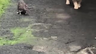 When Cat and Mouse Look at Each Other