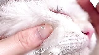 Beauty cat ????
