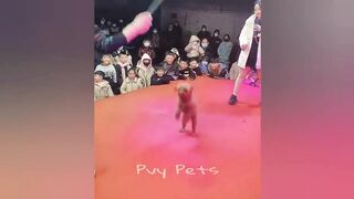 Funniest Cats And Dogs Video Compilation 3