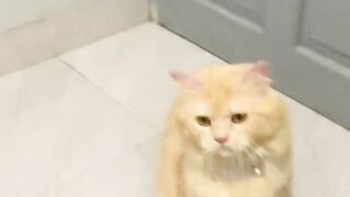 Cutecate
