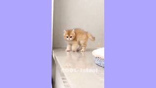 ???? FUNNY Cats ???? & Dogs ???? Video Compilation I Part-15 ???? ???? ???? ???? ????